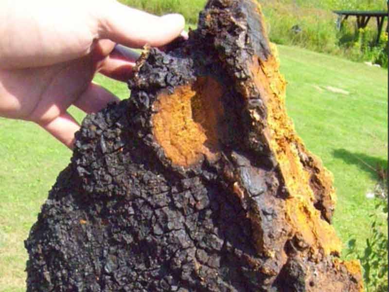 Giá nấm chaga 1kg