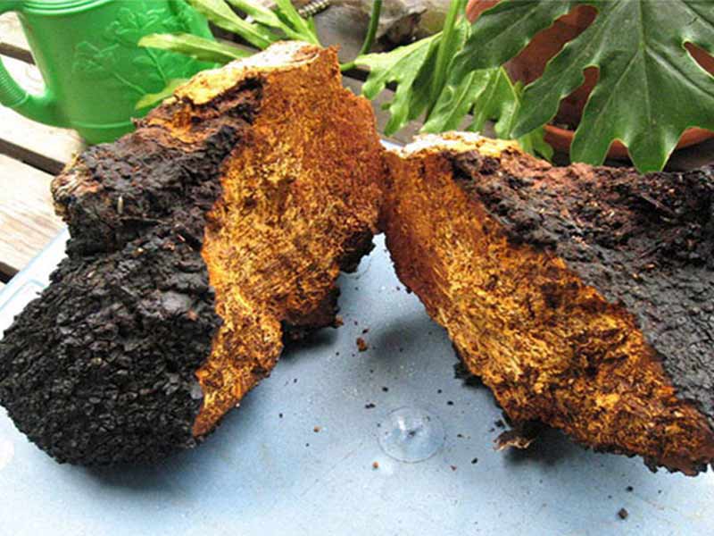 Nấm chaga