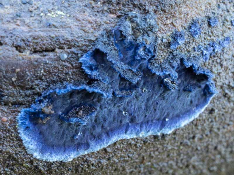 Nấm Cobalt Crust