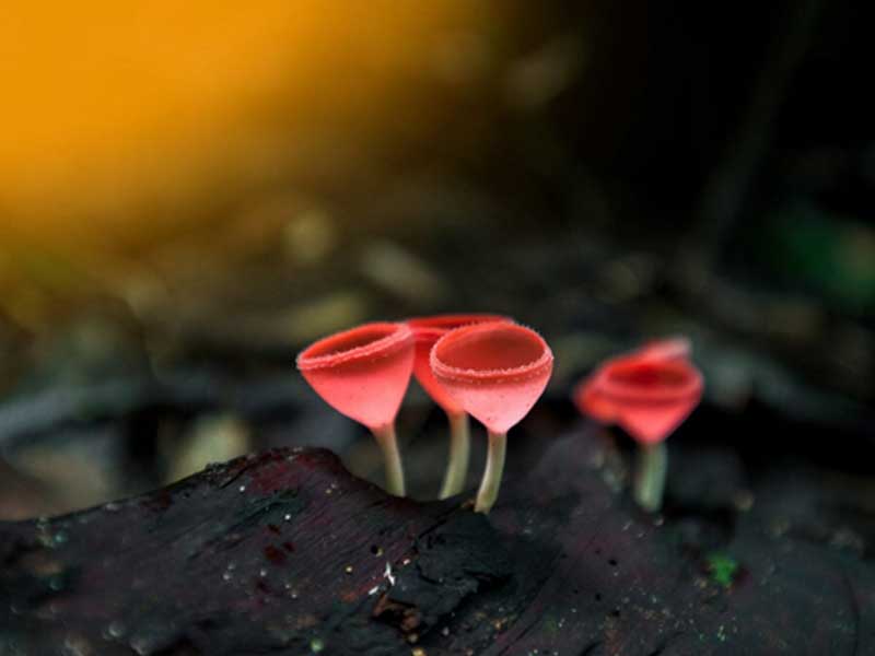 nam-cookeina-sulcipes Cookeina sulcipes