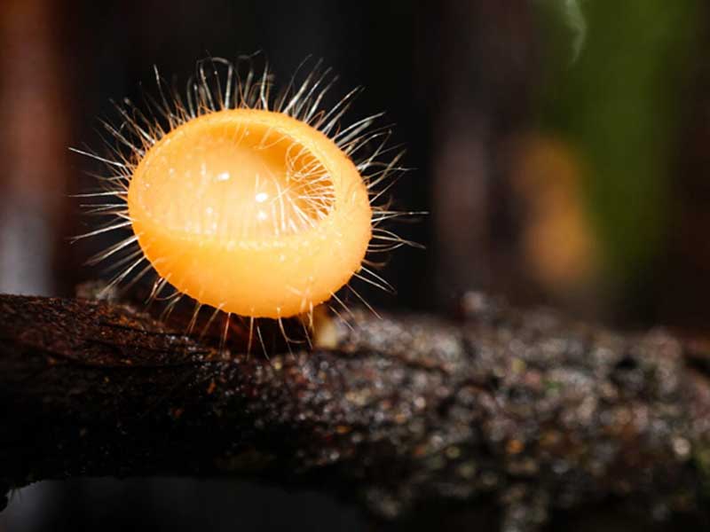 Nấm Cookeina tricholoma