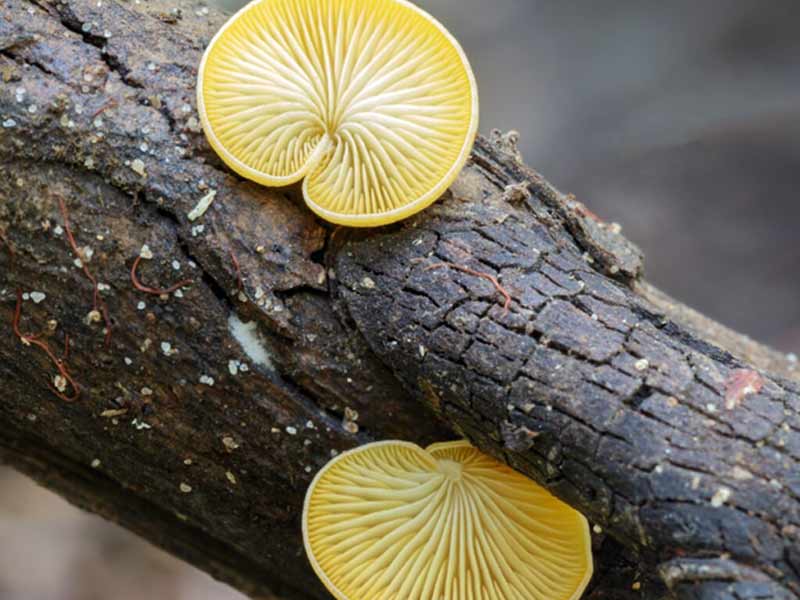 Crepidotus