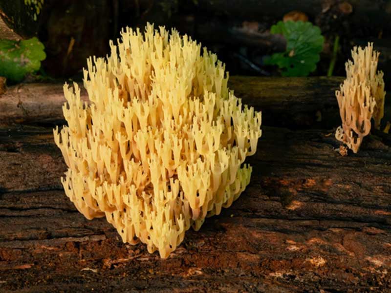 Nấm Crown Tipped Coral Fungus