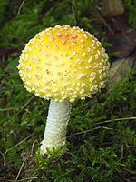 nam-doc-do-my-bien-the-mau-vang Nấm độc đỏ Mỹ, biến thể màu vàng