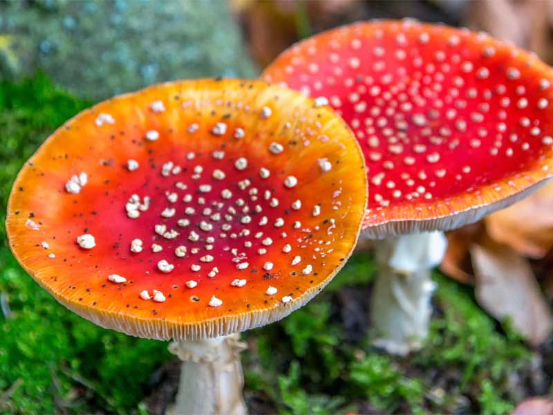 nam-doc-do-nhung-dieu-ban-can-biet-2 Những thông tin về Nấm độc đỏ