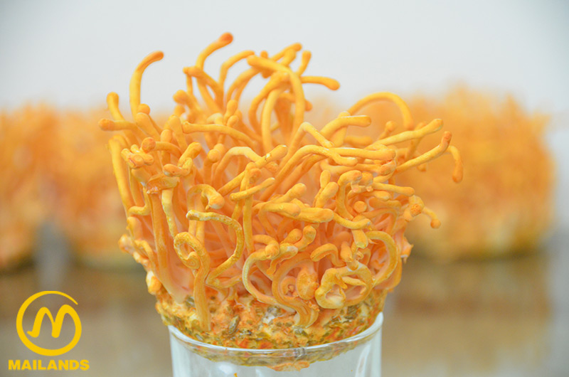 Nấm Cordyceps tươi