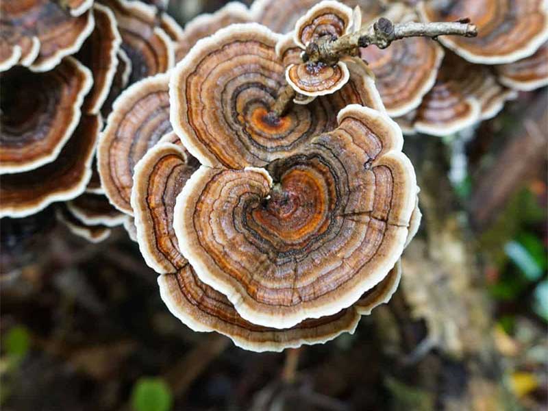 nam-duoi-ga Nấm Đuôi gà