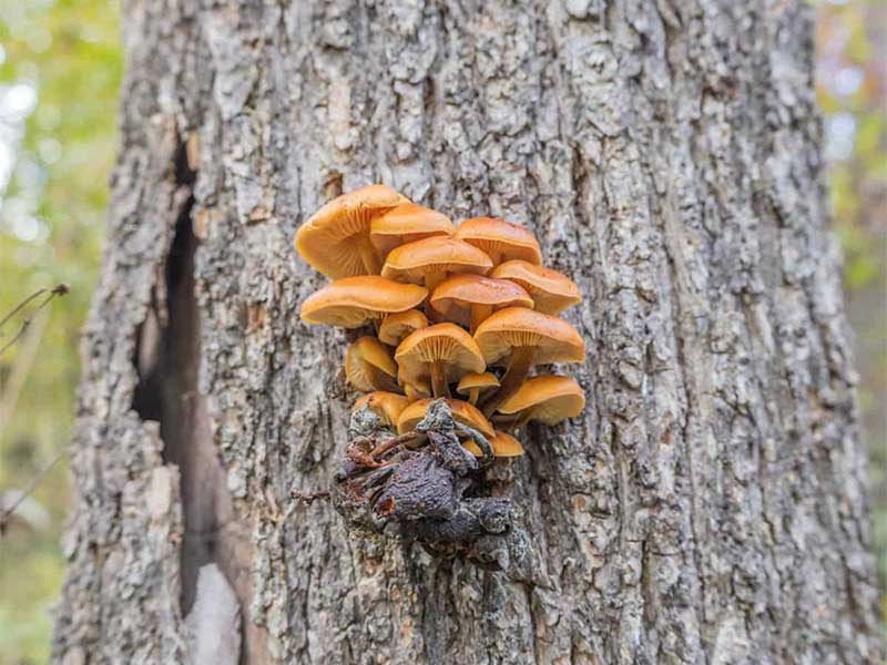 nam-enokitake Nấm Enokitake