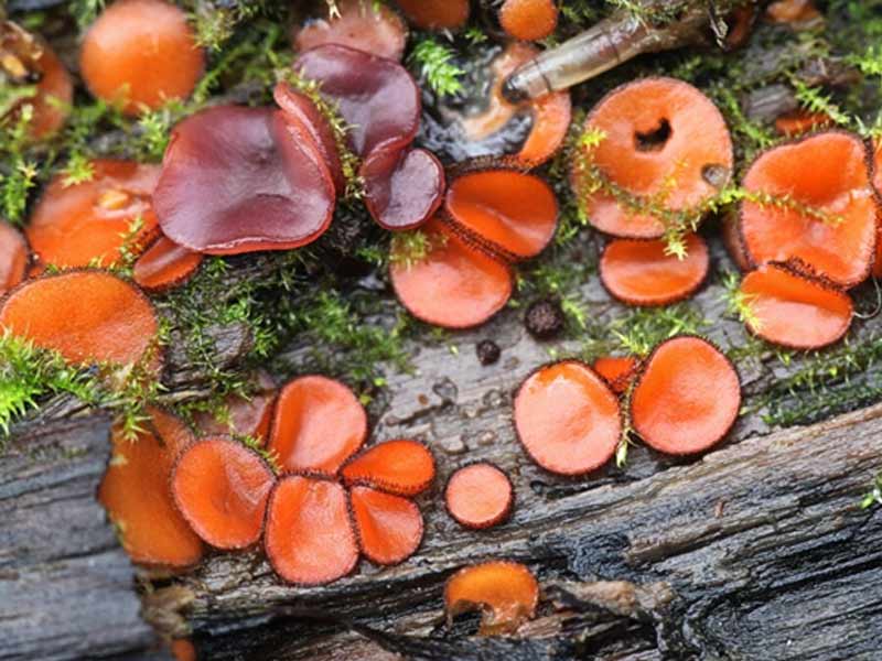 nam-eyelash-cup Nấm Eyelash Cup