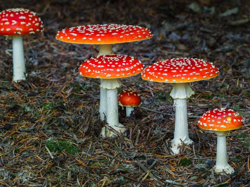 Nấm đẹp nhất thế giới - Fly Amanita