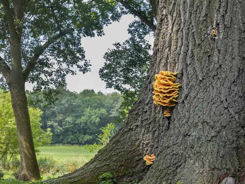 nam-ga-rung Nấm gà rừng