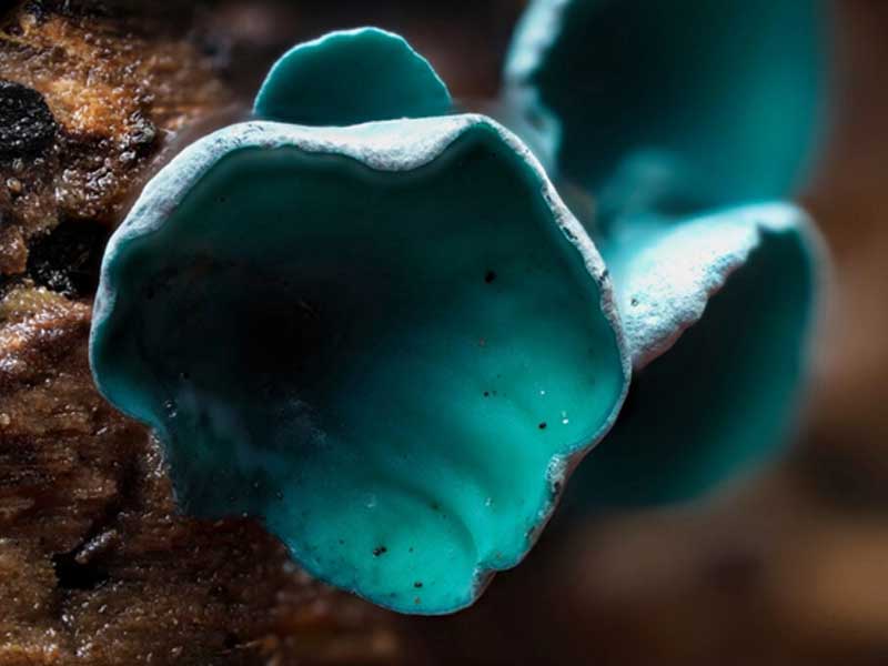 Nấm Green Elfcup