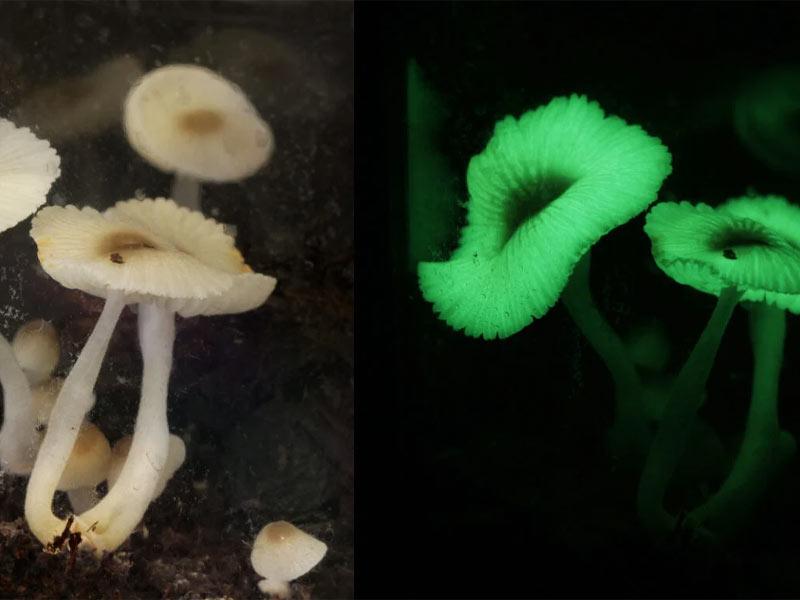 nam-green-pepe Nấm Green Pepe