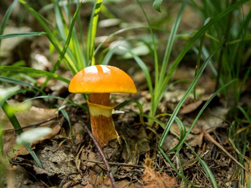 Nấm Greville’s Bolete