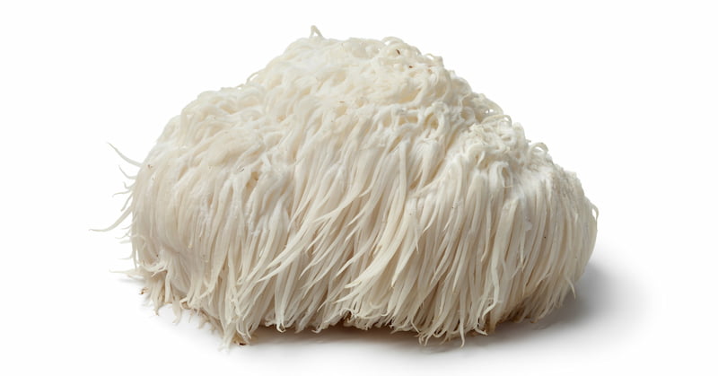 Nấm Lion's Mane dược thảo