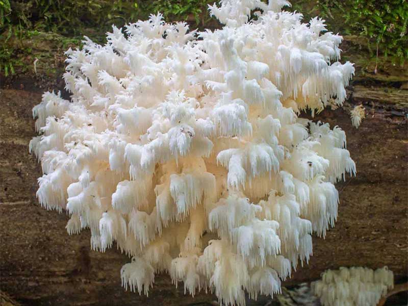 nam-hericium-coralloides Nấm Hericium Coralloides