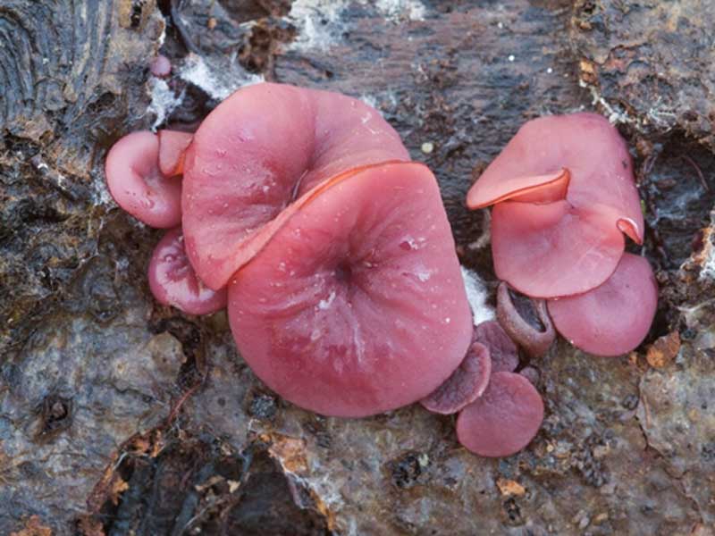 nam-jelly-drops Nấm Jelly Drop