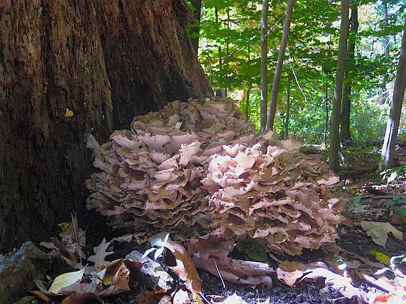 Nấm Khiêu Vũ (Maitake) - Một số lưu ý