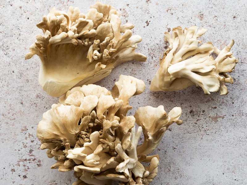 Nấm Khiêu Vũ (Maitake) - Những lợi ích kỳ diệu