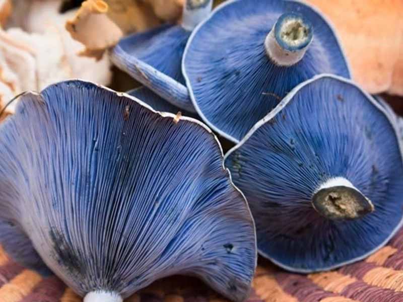 Nấm Lactarius indigo