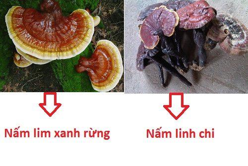 So sánh điểm khác biệt giữa nấm linh chi và nấm lim xanh