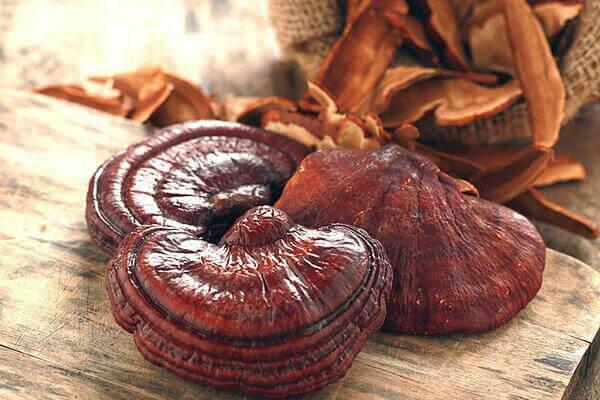 What is Ganoderma?