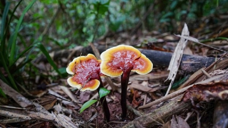 Nấm linh chi cổ cò tác dụng và cách dùng hiệu quả