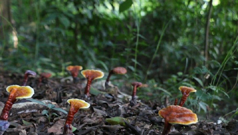 Nấm linh chi cổ cò tác dụng và cách dùng hiệu quả