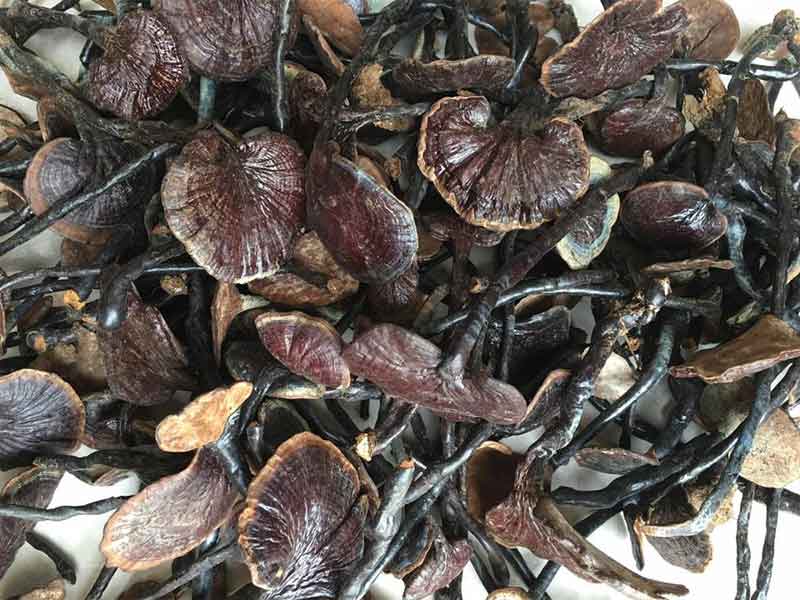 Nấm linh chi cổ cò tác dụng và cách dùng hiệu quả