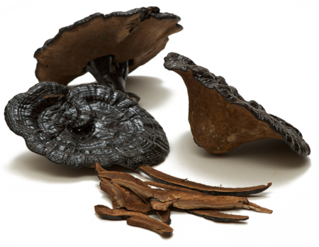 Nấm linh chi đen công dụng cách dùng và địa chỉ mua