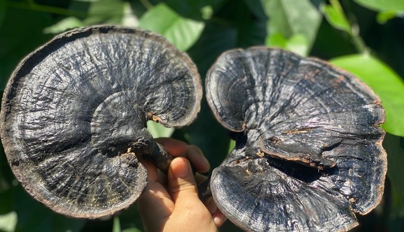 Nấm linh chi đen công dụng cách dùng và địa chỉ mua