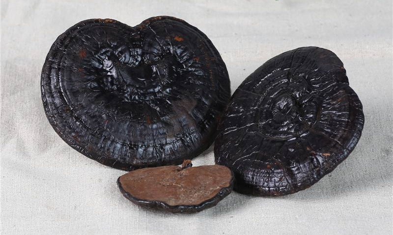 Nấm linh chi đen công dụng cách dùng và địa chỉ mua