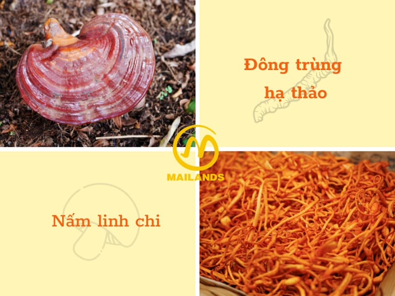 Sự phối hợp giữa nấm linh chi và Đông trùng hạ thảo