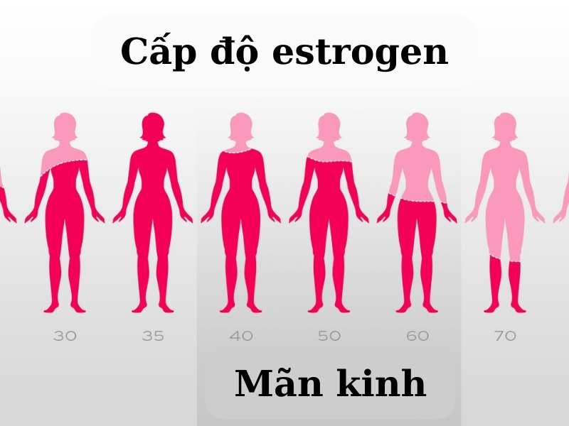 Nấm linh chi làm tăng estrogen