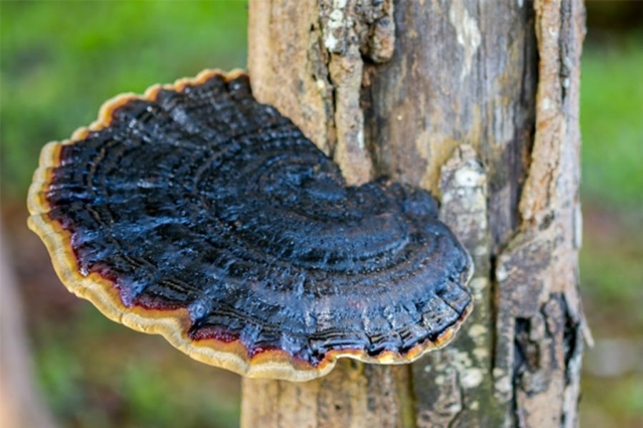 Nấm linh chi xanh tác dụng cách dùng và giá bán