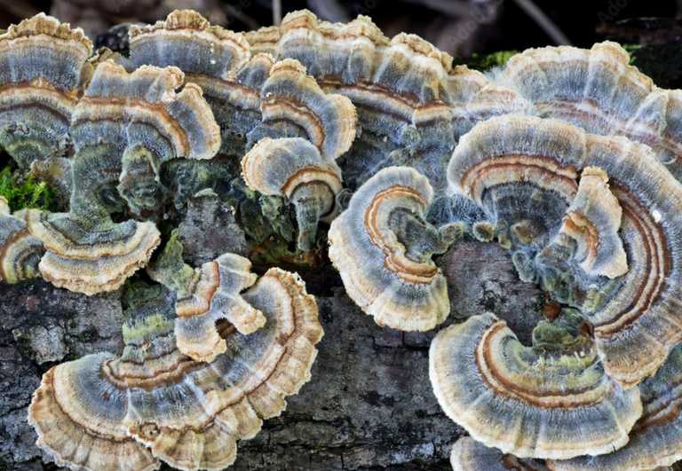 Nấm linh chi xanh tác dụng cách dùng và giá bán