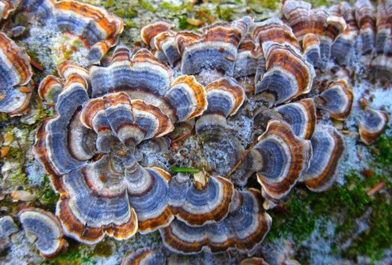 Nấm linh chi xanh tác dụng cách dùng và giá bán