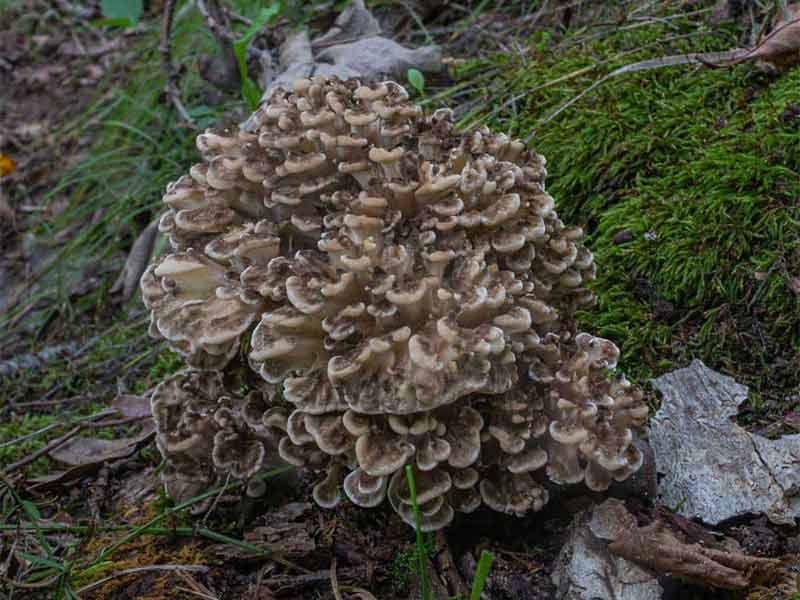 nam-maitake Nấm Maitake - Nấm Khiêu Vũ