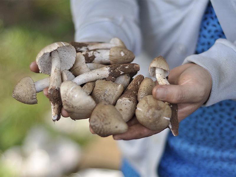 nam-moi-1 Nấm mối tự nhiên là gì?