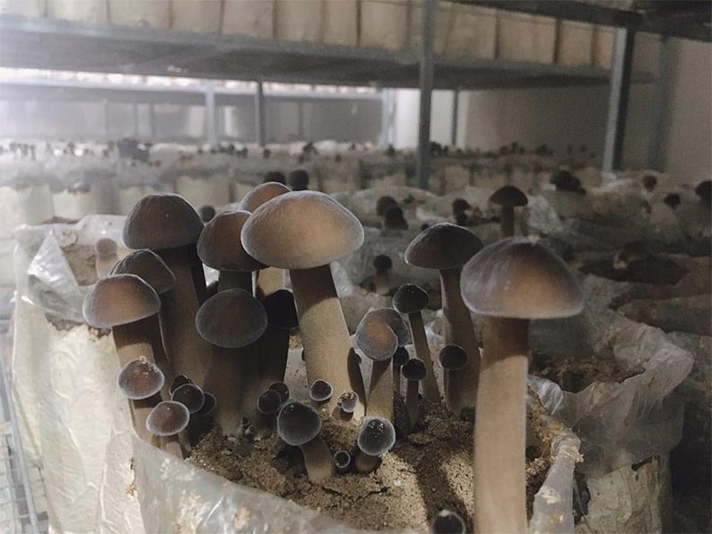 nam-moi-den-1 Nấm mối đen