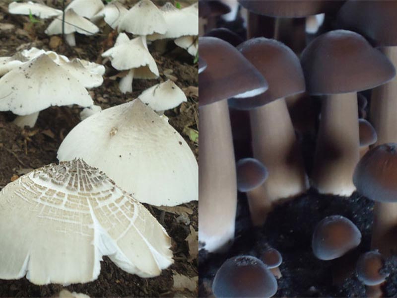 nam-moi-trang-va-nam-moi-den-1 Có 2 loại: nấm mối trắng và nấm mối đen