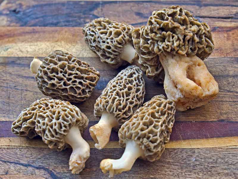 nam-morel Nấm Morel