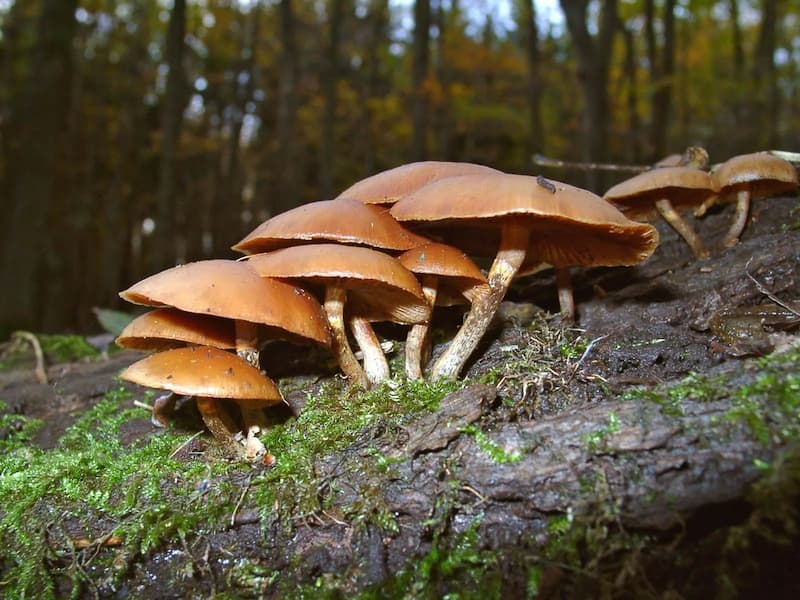 Nấm mùa thu Galerina marginata