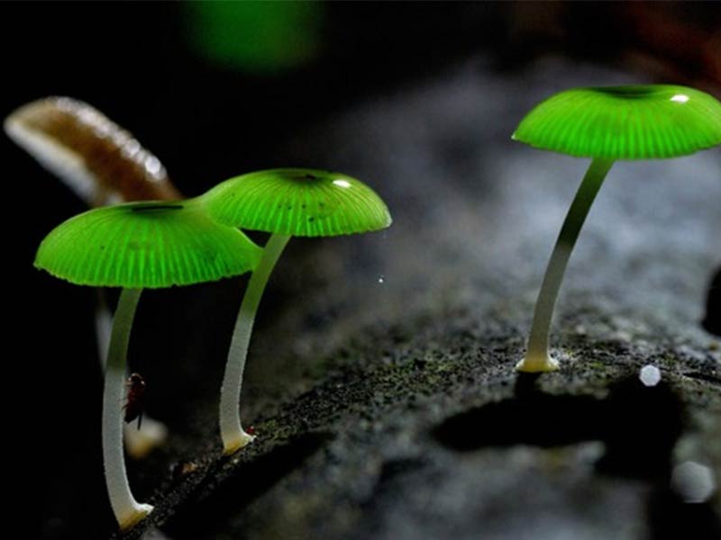 Nấm Mycena Chlorophos