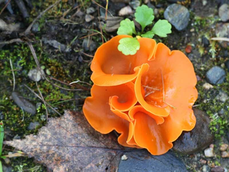 Nấm Orange Peel Fungus