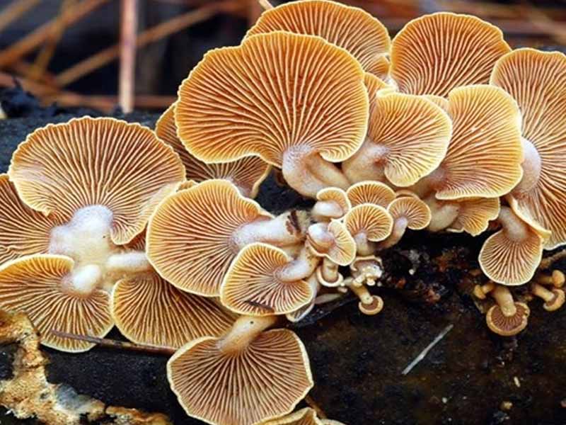 nam-panellus-stipticus Nấm Panellus stipticus