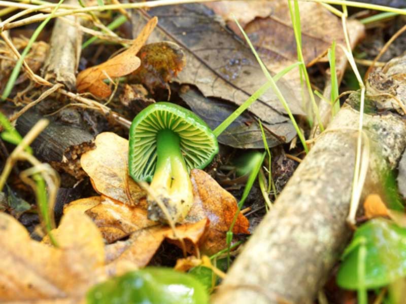 Parrot Waxcap