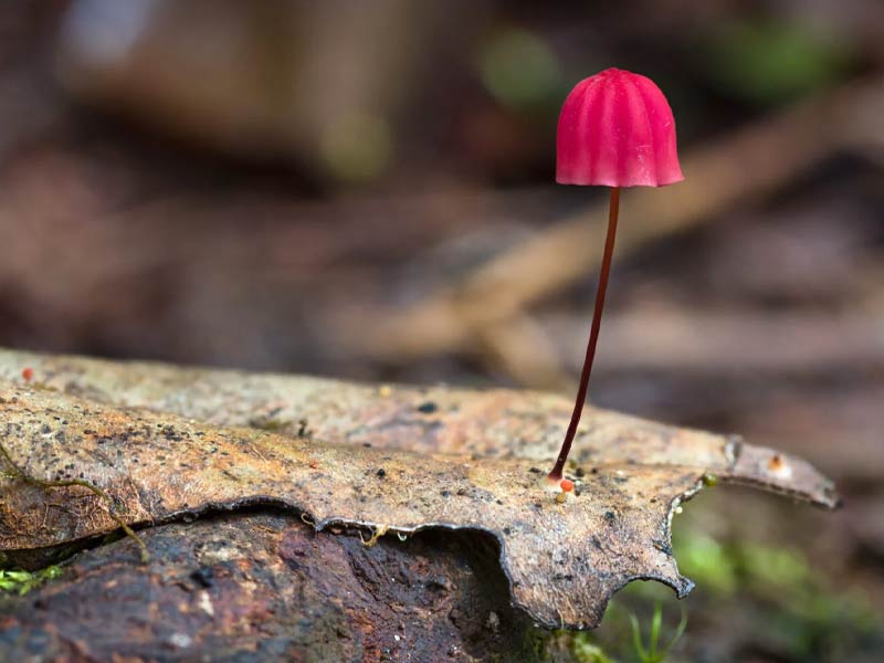 Nấm Pink Bonnet