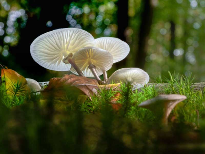 nam-porcelain-fungus Nấm sứ