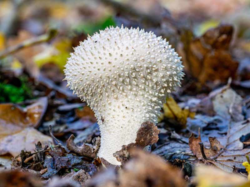 Puffball